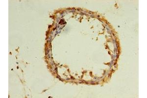 Immunohistochemistry of paraffin-embedded human testis tissue using ABIN7175746 at dilution of 1:100 (WDR37 抗体  (AA 1-264))