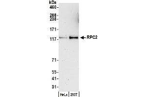 Western Blotting (WB) image for anti-Polymerase (RNA) III (DNA Directed) Polypeptide B (POLR3B) (AA 1083-1133) antibody (ABIN7453642)