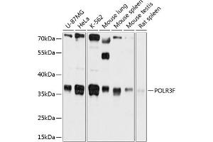 Western blot analysis of extracts of various cell lines, using POLR3F antibody (ABIN6130900, ABIN6145940, ABIN6145941 and ABIN6215833) at 1:1000 dilution. (POLR3F 抗体  (AA 1-220))