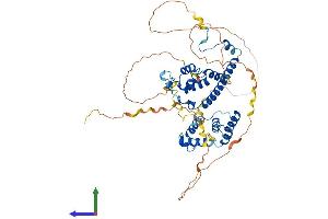AlphaFold protein structure predicition of Mouse Recombinant Rcor2 Protein, UniprotID Q8C796 (Rcor2 Protein (AA 1-523) (His tag))