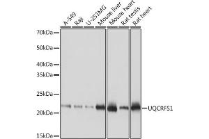 Western blot analysis of extracts of various cell lines, using UQCRFS1 Rabbit mAb (ABIN7271127) at 1:1000 dilution. (UQCRFS1 抗体)