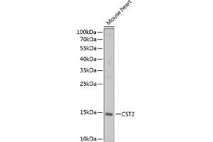 Western blot analysis of extracts of Mouse heart using CST2 Polyclonal Antibody at dilution of 1:1000. (CST2 抗体)