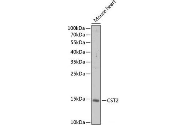CST2 抗体