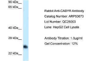 Western Blotting (WB) image for anti-Calcium Binding tyrosine-(Y)-phosphorylation Regulated (CABYR) (Middle Region) antibody (ABIN970270) (CABYR 抗体  (Middle Region))