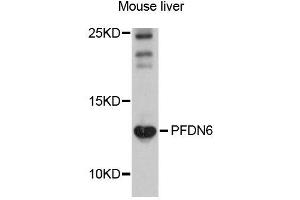Western blot analysis of extracts of mouse liver cells, using PFDN6 antibody. (PFDN6 抗体)