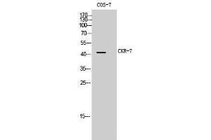 Western Blotting (WB) image for anti-Chemokine (C-C Motif) Receptor 7 (CCR7) (Internal Region) antibody (ABIN3180542) (CCR7 抗体  (Internal Region))