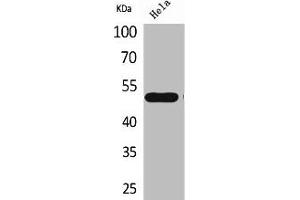Western Blot analysis of HeLa cells using LXRα Polyclonal Antibody (NR1H3 抗体  (Internal Region))