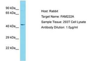 Image no. 1 for anti-Family with Sequence Similarity 222, Member A (FAM222A) (AA 93-142) antibody (ABIN6750709) (FAM222A 抗体  (AA 93-142))
