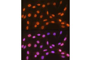 Immunofluorescence (IF) image for anti-Chromobox Homolog 5 (CBX5) antibody (ABIN1678748)