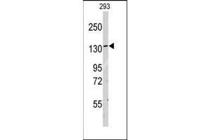 Western blot analysis of anti-LARS Antibody (C-term) in 293 cell line lysates (35ug/lane). (LARS 抗体  (C-Term))