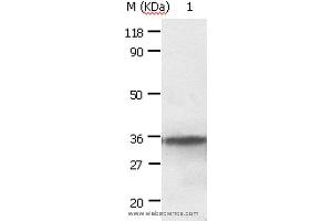 Western blot analysis of HepG2 cell, using ANXA2 Polyclonal Antibody at dilution of 1:640 (Annexin A2 抗体)
