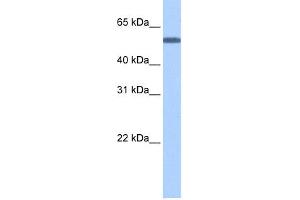 WB Suggested Anti-TOE1 Antibody Titration: 0. (TOE1 抗体  (N-Term))