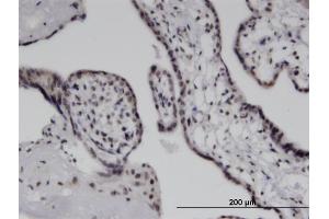 Immunoperoxidase of monoclonal antibody to IFIH1 on formalin-fixed paraffin-embedded human placenta. (IFIH1 抗体  (AA 928-1023))