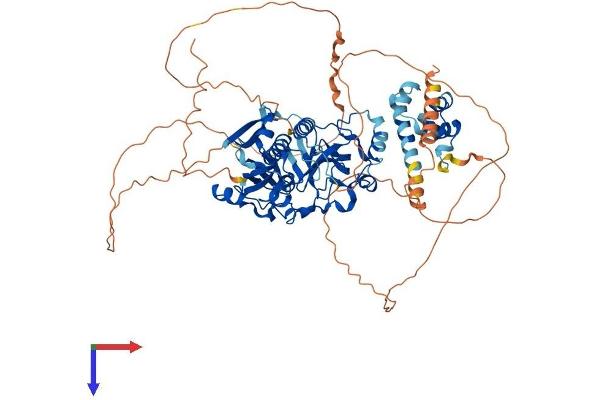 SCMH1 Protein (AA 1-706) (His tag)