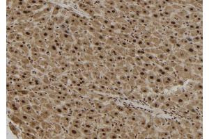 ABIN6265498 and ABIN6279882 at 1/100 staining Mouse liver tissue by IHC-P. (TCF19 抗体  (Internal Region))