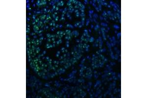 IF analysis of SNRNP40 using anti-SNRNP40 antibody (ABIN7601719). (SNRNP40 抗体  (AA 43-357))