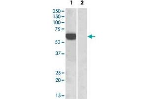 HEK293 overexpressing human IRF5 and probed with IRF5 polyclonal antibody  at 1 ug/mL (mock transfection in lane 2) . (IRF5 抗体  (C-Term))