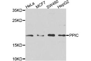 Western blot analysis of extracts of various cell lines, using PPIC antibody. (PPIC 抗体)