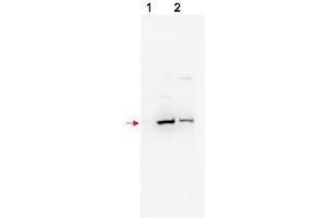 Western blot using  affinity purified anti-bTrCP2 antibody shows detection of mouse and human bTrCP2 (arrowhead) in NIH3T3 (lane 1) and 293 (lane 2) whole cell lysates, respectively. (FBXW11 抗体  (N-Term))