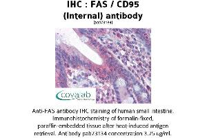 Image no. 1 for anti-TNF Receptor Superfamily, Member 6 (FAS) (Internal Region) antibody (ABIN1734281) (FAS 抗体  (Internal Region))