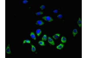 Immunofluorescent analysis of A549 cells using ABIN7155237 at dilution of 1:100 and Alexa Fluor 488-congugated AffiniPure Goat Anti-Rabbit IgG(H+L) (HRH3 抗体  (AA 236-332))
