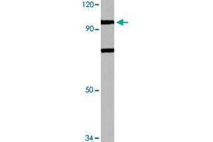 Western blot analysis of HeLa cell lysate with N4BP1 polyclonal antibody  at 1:500 dilution.