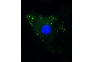 Immunofluorescent analysis of 4 % paraformaldehyde-fixed, 0. (Thrombomodulin 抗体  (AA 92-126))