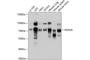 Western blot analysis of extracts of various cell lines, using WDR26 antibody (ABIN6130998, ABIN6150186, ABIN6150187 and ABIN6214899) at 1:1000 dilution. (WDR26 抗体  (AA 362-661))