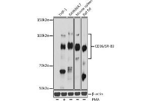 Western blot analysis of extracts of various cell lines, using CD36/SR-B3 antibody (ABIN7266189) at 1:1000 dilution.