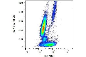 Intracellular staining of human peripheral blood with anti-Bcl2 (Bcl-2/100) FITC. (Bcl-2 抗体  (AA 41-54) (FITC))