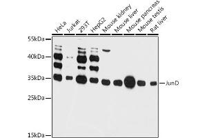 Western blot analysis of extracts of various cell lines, using JunD antibody (ABIN6132310, ABIN6142674, ABIN6142676 and ABIN6215519) at 1:3000 dilution. (JunD 抗体  (AA 1-190))