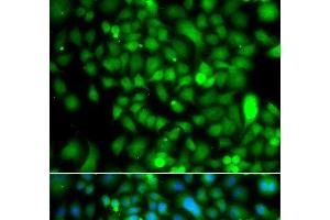 Immunofluorescence analysis of A549 cells using CSRP2BP Polyclonal Antibody (CSRP2BP 抗体)
