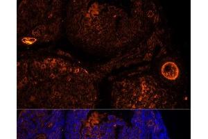 Immunofluorescence (IF) image for anti-Zona Pellucida Glycoprotein 2 (ZP2) antibody (ABIN7255159)