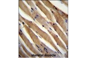 USP50 Antibody (Center) (ABIN655200 and ABIN2844815) immunohistochemistry analysis in formalin fixed and paraffin embedded human skeletal muscle followed by peroxidase conjugation of the secondary antibody and DAB staining. (USP50 抗体  (AA 141-169))