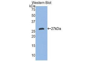 Western Blotting (WB) image for anti-Ectodysplasin A (EDA) (AA 141-378) antibody (ABIN1858684) (Ectodysplasin A 抗体  (AA 141-378))