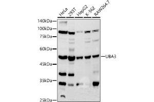 Western blot analysis of extracts of various cell lines, using UB antibody (ABIN7271186) at 1:500 dilution. (UBA3 抗体)