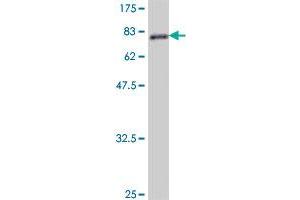 Western Blot detection against Immunogen (81. (TRAF2 抗体  (AA 1-501))
