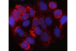 IF analysis of SPACA3 using anti-SPACA3 antibody (ABIN7602569). (SPACA3 抗体  (AA 86-215))