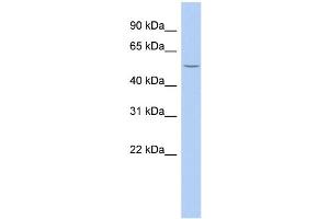 WB Suggested Anti-B3GALNT2 Antibody Titration:  0. (B3GALNT2 抗体  (Middle Region))