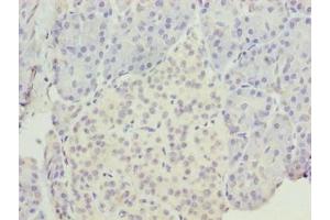 Immunohistochemistry of paraffin-embedded human pancreatic tissue using ABIN7151903 at dilution of 1:100 (EGFL6 抗体  (AA 301-554))