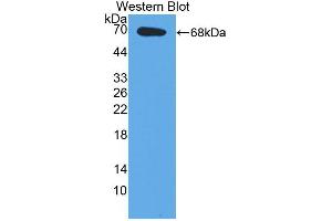 Western blot analysis of the recombinant protein. (E2F2 抗体  (AA 129-429))