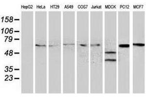 Image no. 3 for anti-Beclin 1, Autophagy Related (BECN1) antibody (ABIN1496866) (Beclin 1 抗体)