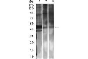 Western Blotting (WB) image for anti-Killer Cell Lectin-Like Receptor Subfamily K, Member 1 (KLRK1) (AA 73-216) antibody (ABIN7193627)