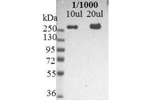 Immunoblotting of U251 cell lysate showing reactivity with nestin