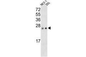 Image no. 1 for anti-Protein Tyrosine Phosphatase Type IVA, Member 3 (PTP4A3) (AA 117-147), (C-Term) antibody (ABIN360769) (PTP4A3 抗体  (C-Term))