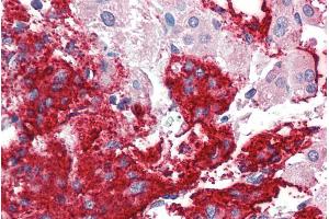 ABIN190848 (5µg/ml) staining of paraffin embedded Human Adrenal Gland. (Neuroligin 2 抗体  (Internal Region))