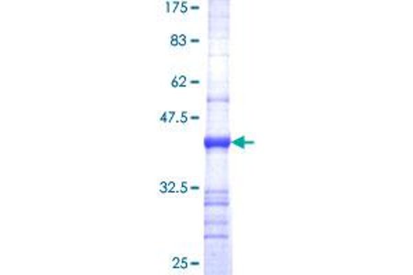 PLEKHB1 Protein (AA 7-106) (GST tag)