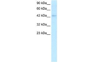 WB Suggested Anti-LEF1 Antibody Titration:  2. (LEF1 抗体  (C-Term))