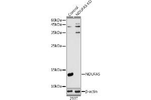 Western blot analysis of extracts from normal (control) and NDUF knockout (KO) 293T cells, using NDUF antibody (ABIN7268804) at 1:1000 dilution. (NDUFA5 抗体  (AA 1-116))