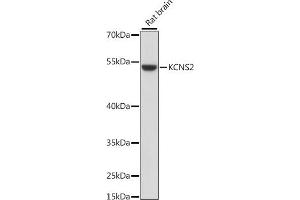 Western blot analysis of extracts of rat brain, using KCNS2 antibody (ABIN7269478) at 1:1000 dilution. (KCNS2 抗体  (AA 1-187))
